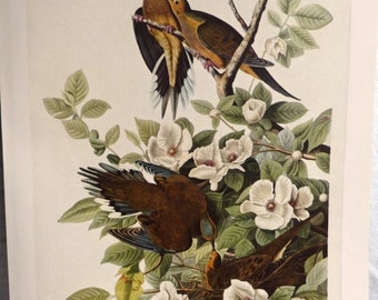 Vintage Audubon Art Print, Mourning Doves in Silky Camellia Bush, 1800s Turtle Dove Nature Study, Carolina Pigeons, Gallery Wall Art 10 x 14