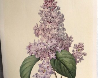 Vintage LILAC Flower Art Print, 1800s Redouté French Painting, Gallery Wall of Flower Art, Bedroom Living Room Dining Room Decor, 10 x 14"
