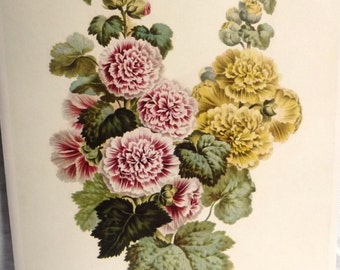 Vintage Hollyhock Art Print, John Edwards 1700s English Botanical Study, Yellow Pink Green Holly Hock Painting Floral Wall Art 10 x 14