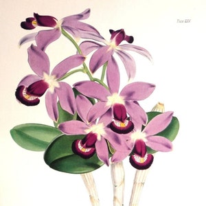 May include: A botanical illustration of a Cattleya superba orchid with pink petals and a deep purple lip. The illustration is on a white background with the text "Plate XIV" and "Cattleya superba" in black.