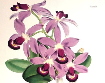 Vintage Purple Orchids Art Print, 1800s WH Fitch Botanical Study, Cattleya Superba Violacea, Gallery Wall of Flowers 10 x 14"