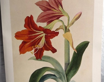 May include: A vintage botanical illustration of two red and pink amaryllis flowers with green leaves. The flowers are in bloom and the leaves are long and slender. The illustration is on a cream-colored background.