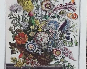 Small 1940s Furber AUGUST FLOWERS Print, 12 Months of Flowers, 1700s Colonial Williamsburg Botanical Wall Art, Wedding Keepsake Gifts, 7x10