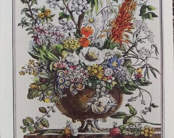 Small 1940s Furber DECEMBER FLOWERS Print, 12 Months of Flowers, 1700s Colonial Williamsburg Art Botanical Illustration, Wedding Gift, 7x10