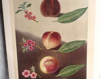 大型ヴィンテージ桃プリント、1800年代イギリス植物画、ジョージ・ブルックショー作フルーツ静物画、キッチン壁掛けアート、ダイニングルーム装飾、10x14インチ
