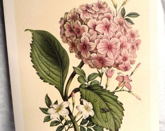 Vintage Pink Hydrangea & Jasmine Art Print, 1800s French Flower Illustration, Benoit Chirat, Floral Wall Art, Pink Green Home Decor 10 x 14