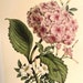 see more listings in the Vintage FLOWER Prints section