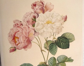 Vintage Redouté Art Print, Pink White Damascene Rose Painting, 1700s French Botanical Art, Gallery Wall of Flowers, Home Decor, 10 x 14"