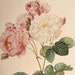 see more listings in the Vintage FLOWER Prints section