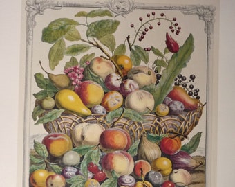 Vintage JULY FRUIT Art Print, 12 Months of Fruit, 1700s Still Life, Botanical Study, Furber, Kitchen Dining Room Wall Decor 15.5x20.75"