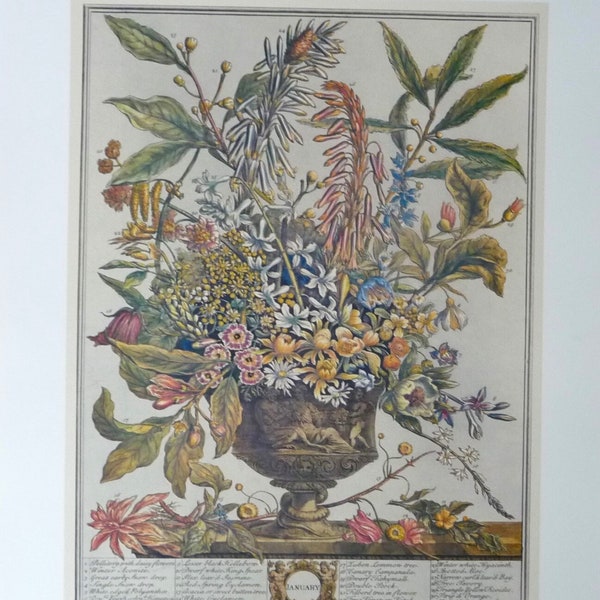 JANUARY FLOWERS Large Vintage Art Print, 12 Months of Flowers, Furber Fletcher Casteels, Botanical Illustration, Wedding Gift  20.75 x 15.5"