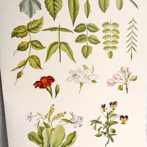 Vintage LEAVES AND BLOSSOMS Art Print, John Henry Hopkins, Nature Study, Botanical Illustration, Purple Yellow Pansies, 10 x 14 image 1