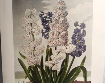 Vintage Hyacinth Flowers Print, ST Edwards Botanical Study, Purple Blue Gray Wall Art in Temple of Flora, Gallery Wall of Flowers, 10 x 14