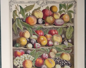 Vintage AUGUST FRUIT Lithograph, 1700s Botanical Illustration, 12 Months of Fruit, Kitchen Wall Art Print, Dining Room Decor  15.5 x 20.75"
