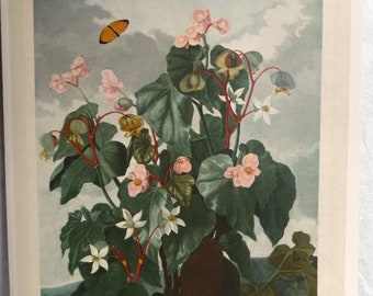 Vintage Pink Begonia Obliqua Art Print, 1800s Botanical Study, Floral Wall Hanging, Unframed Art Prints, Gallery Wall of Flower Art, 10 x 14