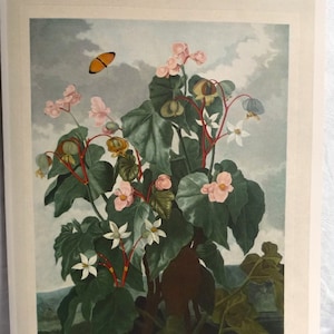 Vintage Pink Begonia Obliqua Art Print, 1800s Botanical Study, Floral Wall Hanging, Unframed Art Prints, Gallery Wall of Flower Art, 10 x 14