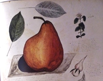 Vintage Art Print 1800s Pear Painting, Pears and Their Parts, Stauffer, Botanical Fruit Study, Kitchen Wall Art, Dining Room Decor  10 x 14"