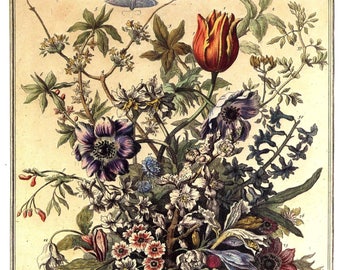 Large Vintage FEBRUARY FLOWERS Print- 1700s Botanical Art- Birth Month Flowers- John Bowles- Winterthur Museum- Wedding Gift Idea- 14 x 19"