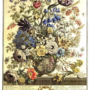 Large Vintage MAY FLOWERS Print- Winterthur Museum- 1700s Botanical Art- John Bowles Birth Month Flowers- Wedding Anniversary Gift- 14 x 19"
