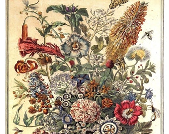 Large Vintage AUGUST FLOWERS Art Print- 1700s Botanical Wall Hanging- John Bowles- Winterthur Museum- Wedding Anniversary Gift - 14" x 19"