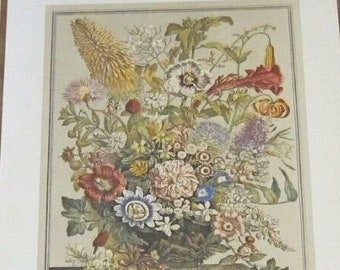 Lg Vintage August Flowers Art Print, Botanical Illustrations 1700s, 12 Months of Flowers, Williamsburg, Wedding Anniversary Gift, 15.5 x 21"