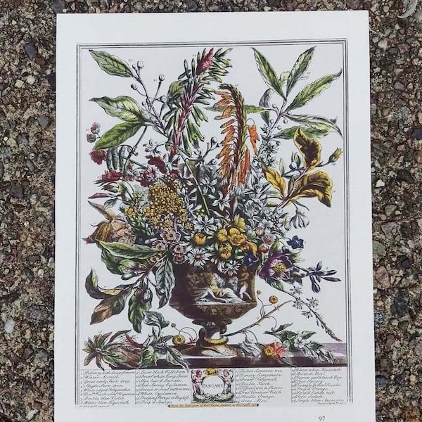 Small Vintage JANUARY FLOWERS Print, Furber 12 Months of Flowers, Williamsburg Botanical Illustration, Wedding Anniversary Gift, 7 x 10"
