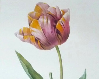 Vintage Redouté Tulip Art Print, Yellow Purple Green Flower Print, 1800s French Painting, Bedroom Wall Decor, LR DR Wall Art, 16 x 20"
