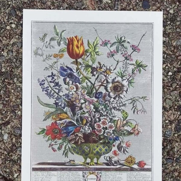 Small Vintage FEBRUARY FLOWERS Art Print, 12 Months of Flowers, Furber, Colonial Williamsburg, Traditional Wedding Anniversary Gift, 7 x 10"