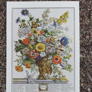 Botanical illustration of a neoclassical urn filled with a colorful arrangement of Novembers blooming flowers. Below the urn is the word November encircled in a wreath with the Latin names of the flowers on both sides. Off-white borders.