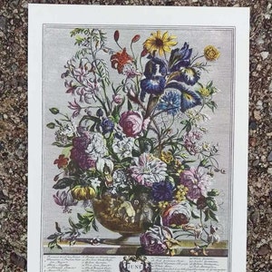 Small Vintage JUNE FLOWERS Print, 12 Months of Flowers, Furber Fletcher Casteels, 1700s Botanical Study, Wedding Anniversary Gift 7 x 10"