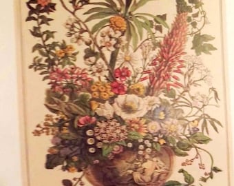 Gran lámina decorativa vintage de Furber con flores de diciembre, Doce meses de flores, Estudio botánico de Colonial Williamsburg, Regalo de cumpleaños 16 x 20