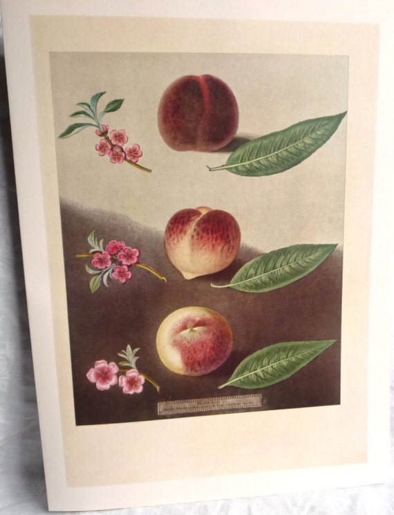 8 x 10 Inches Peach Print Botanical Fruit Art Unframed