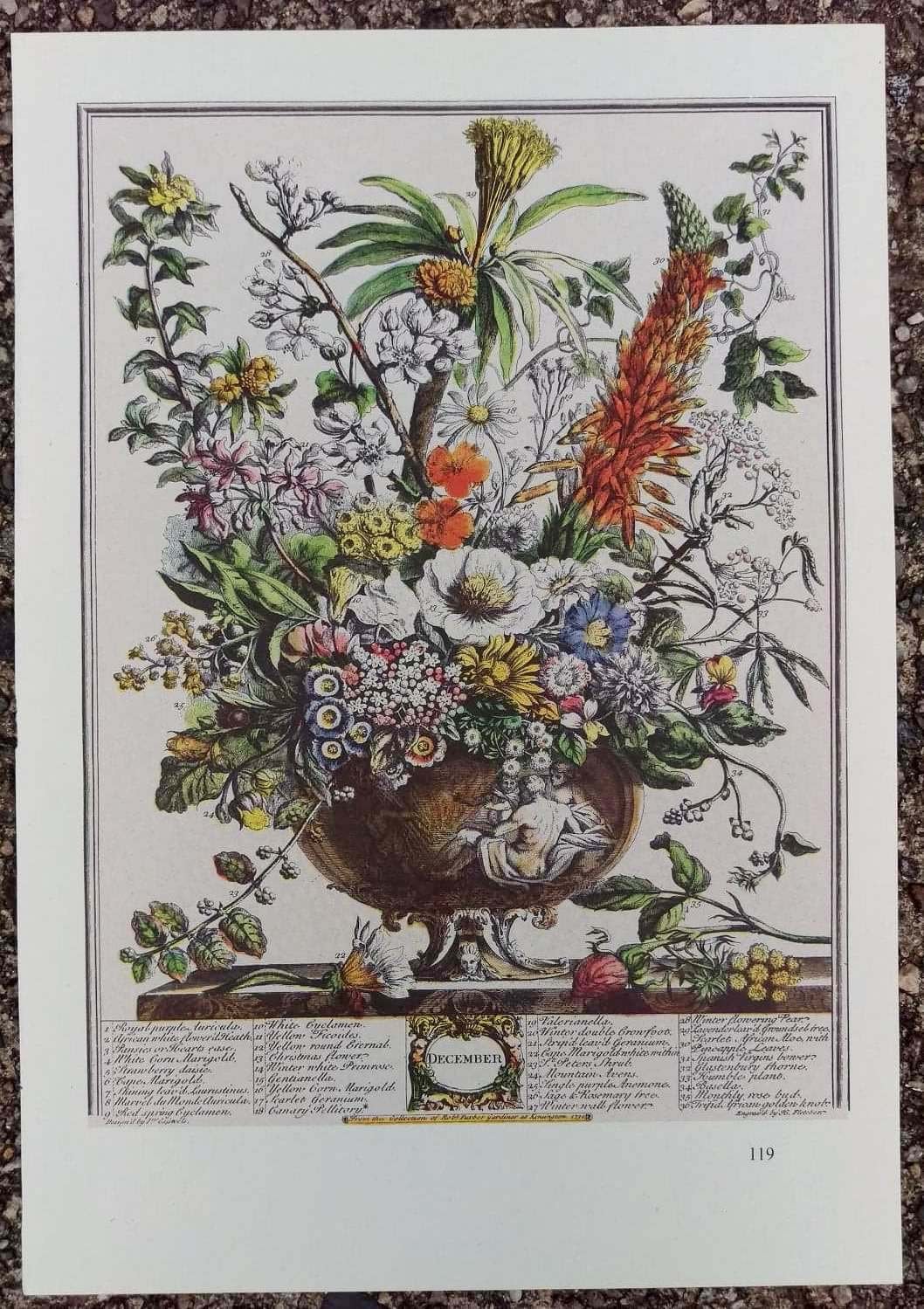 Small Vintage DECEMBER FLOWERS Art Print, 12 Months of Flowers