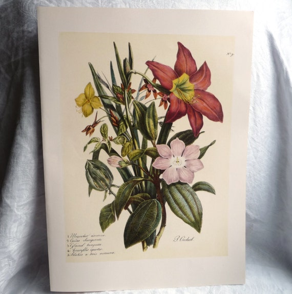 Floral Print Unframed 8 x 10 Inches Botanical Amaryllis Plant