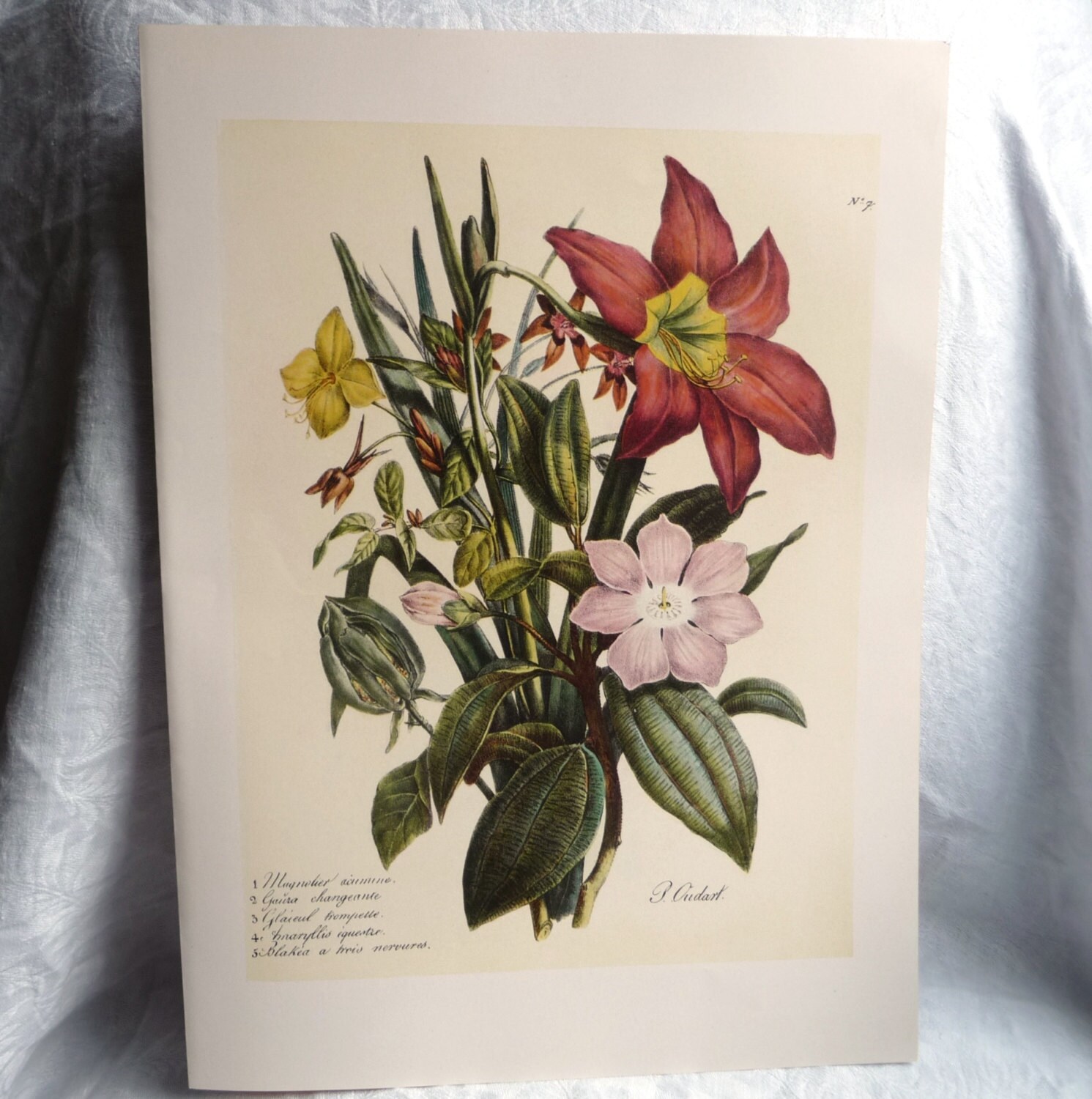1800s FLOWERS FROM BULBS Art Print Amaryllis Magnolia Etsy