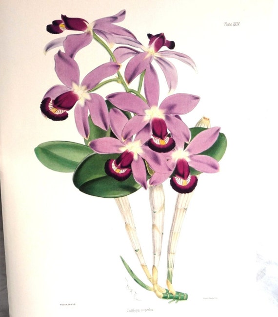 Vintage Purple Orchids Art Print, 1800s WH Fitch Botanical Study, Cattleya Superba Violacea, Gallery Wall of Flowers 10 x 14"