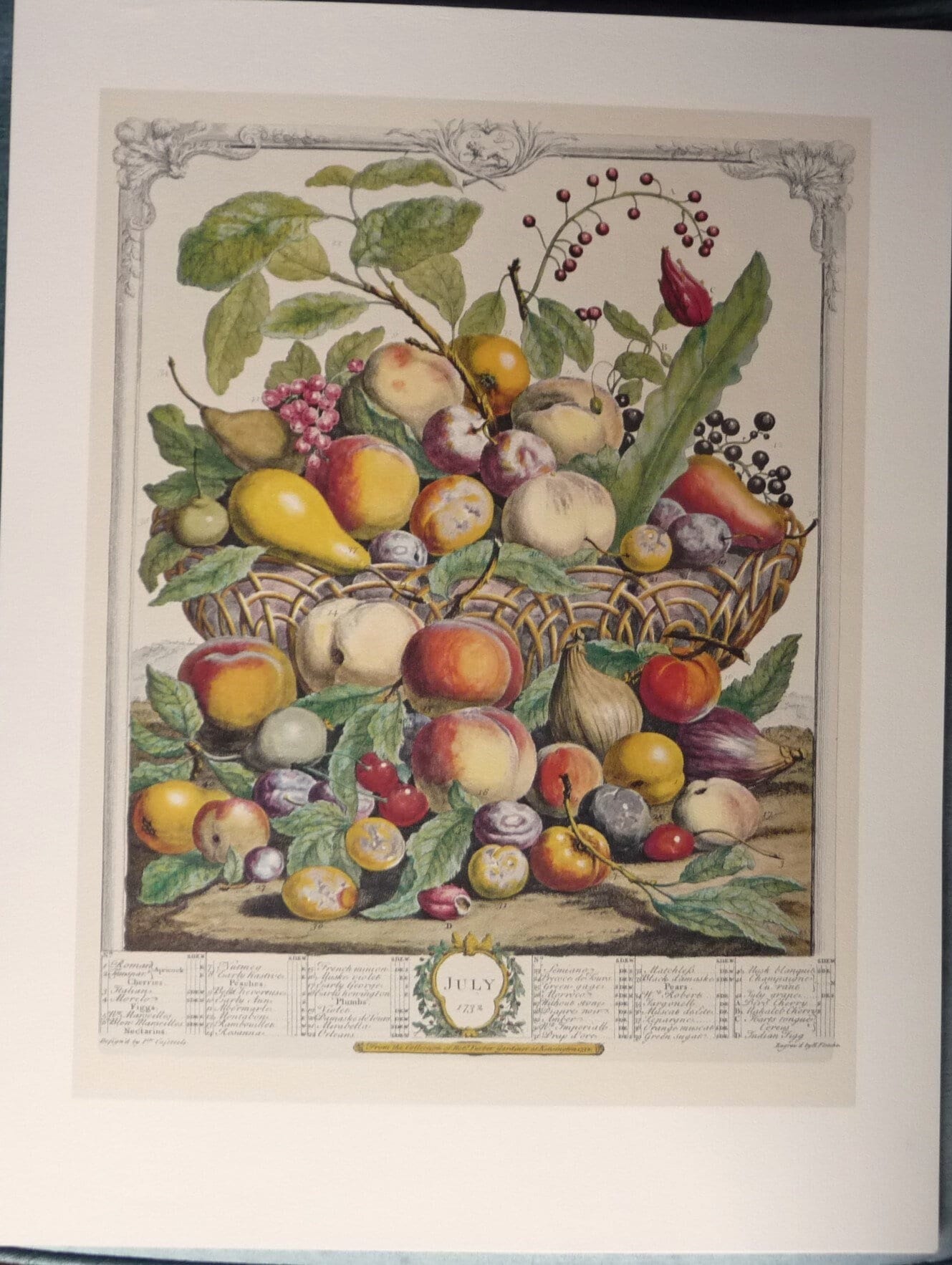 Large Vintage Furber JULY FRUIT Print, 12 Months of Fruit, 1700s