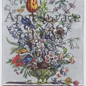 Puede incluir: Una ilustraci&oacute;n bot&aacute;nica vintage que representa un ramo de flores en un jarr&oacute;n verde y azul. Las flores incluyen tulipanes, an&eacute;monas y otras flores en tonos de rojo, rosa, blanco, azul y amarillo. La ilustraci&oacute;n est&aacute; etiquetada como "Febrero" e incluye una lista de flores en lat&iacute;n e ingl&eacute;s.