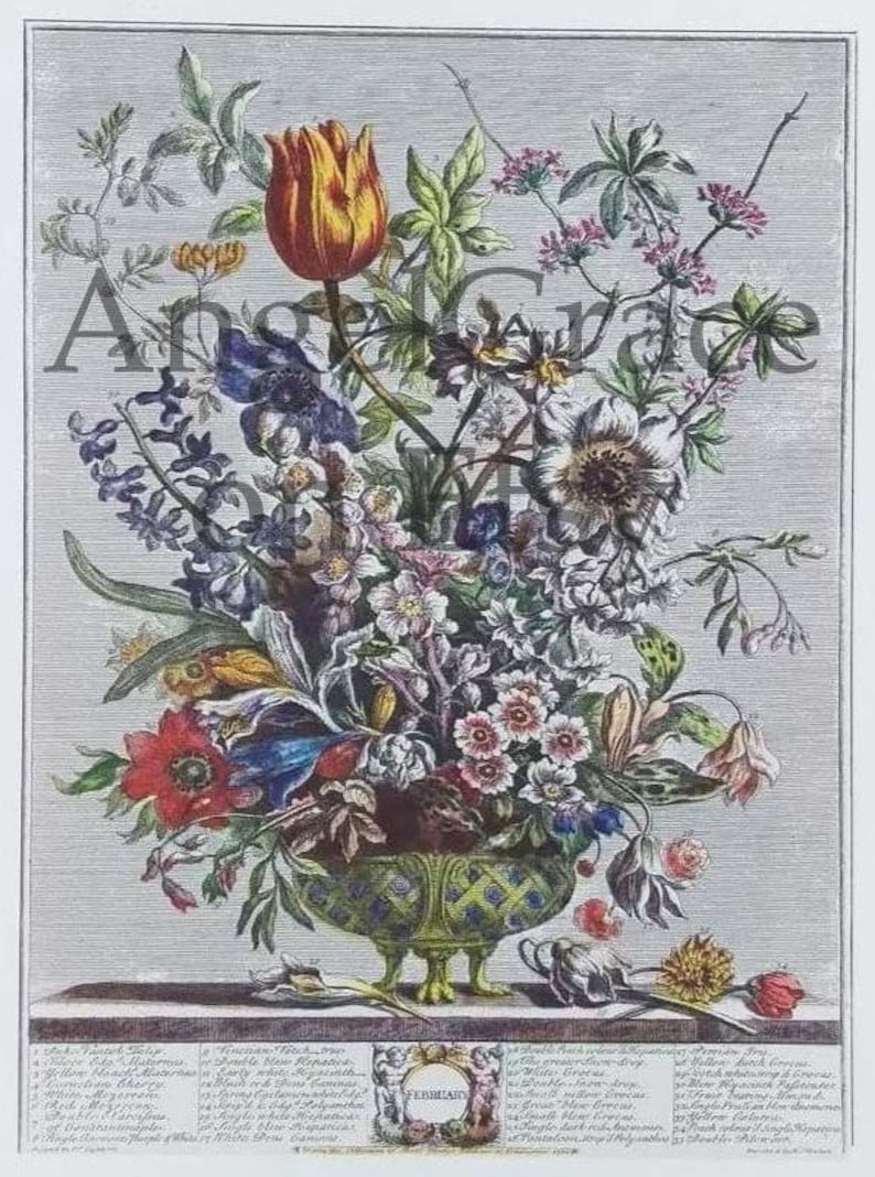 Puede incluir: Una ilustraci&oacute;n bot&aacute;nica vintage que representa un ramo de flores en un jarr&oacute;n verde y azul. Las flores incluyen tulipanes, an&eacute;monas y otras flores en tonos de rojo, rosa, blanco, azul y amarillo. La ilustraci&oacute;n est&aacute; etiquetada como "Febrero" e incluye una lista de flores en lat&iacute;n e ingl&eacute;s.