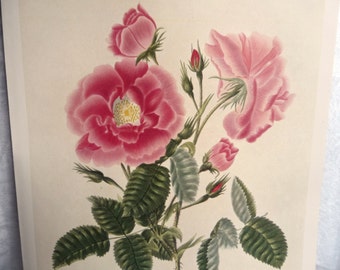 Vintage Pink Cabbage Roses Art Print, Provence Rose, Rose de Mai, 1700s Lawrance Botanical, Home Decor, Gallery Wall of Flower Art, 10 x 14