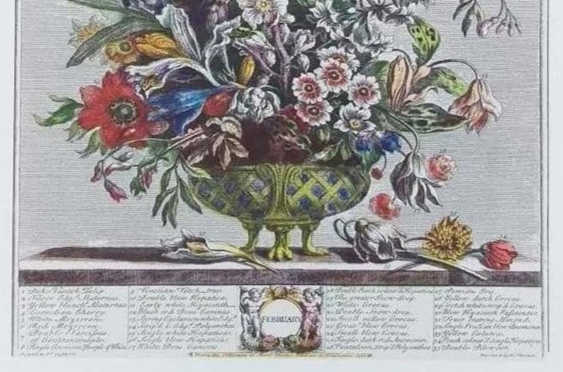 Puede incluir: Una ilustraci&oacute;n bot&aacute;nica vintage de un ramo de flores en un jarr&oacute;n verde y azul con un dise&ntilde;o floral. Las flores est&aacute;n dispuestas en un jarr&oacute;n con tres patas y est&aacute;n rodeadas de varias hojas y tallos. La ilustraci&oacute;n est&aacute; etiquetada con los nombres de las flores en lat&iacute;n e ingl&eacute;s. El texto incluye el mes de "febrero".