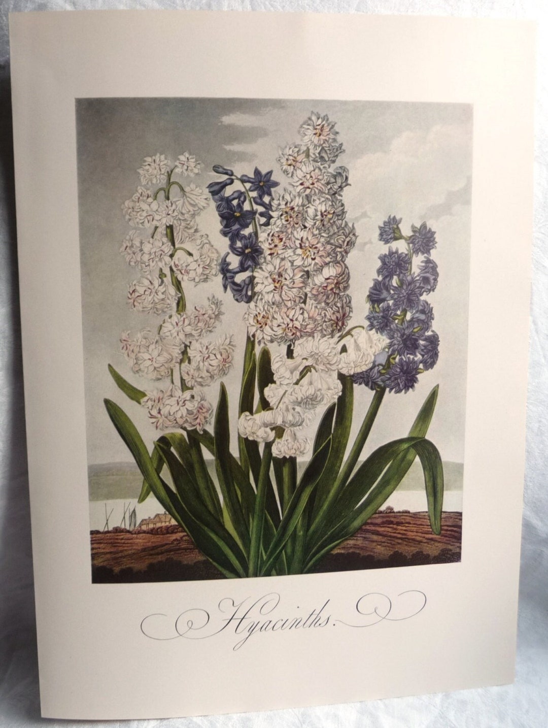 Vintage Hyacinth Flowers Print ST Edwards 18th 19th Century - Etsy