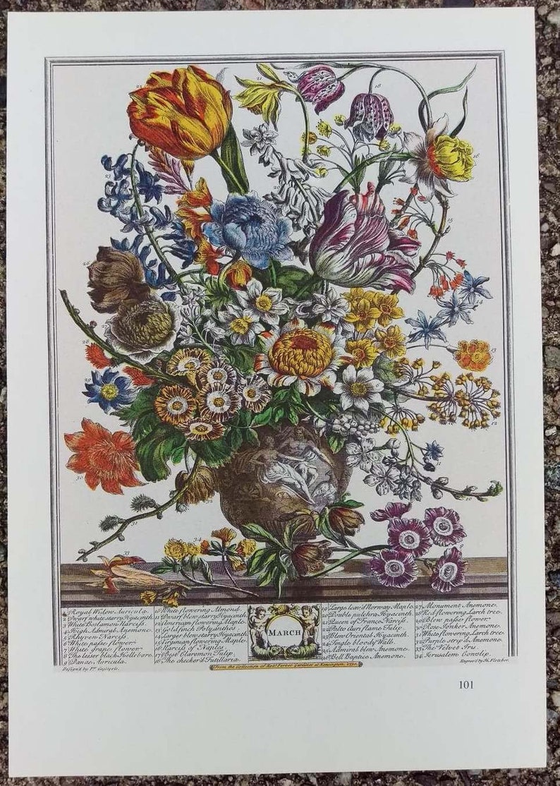 Botanical illustration of a neoclassical urn filled with a colorful arrangement of Marches blooming flowers. Below the urn is the word March encircled in a wreath with the Latin names of the flowers on both sides. Off-white borders.