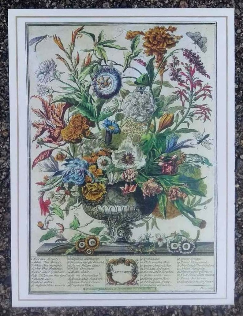 A neoclassical urn filled with a colorful arrangement of Septembers flowers against a creamy beige ground. Below the urn is the word September encircled in a wreath with the Latin names of the flowers on both sides. White borders.