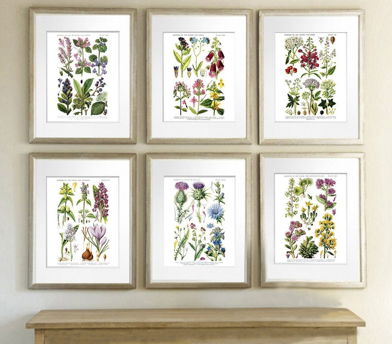 Small Vintage SEPTEMBER FLOWERS Print, 12 Months of Flowers, Rob Furber, H Fletcher, Colonial Williamsburg, Wedding Anniversary Gift, 7 x 10 image 10