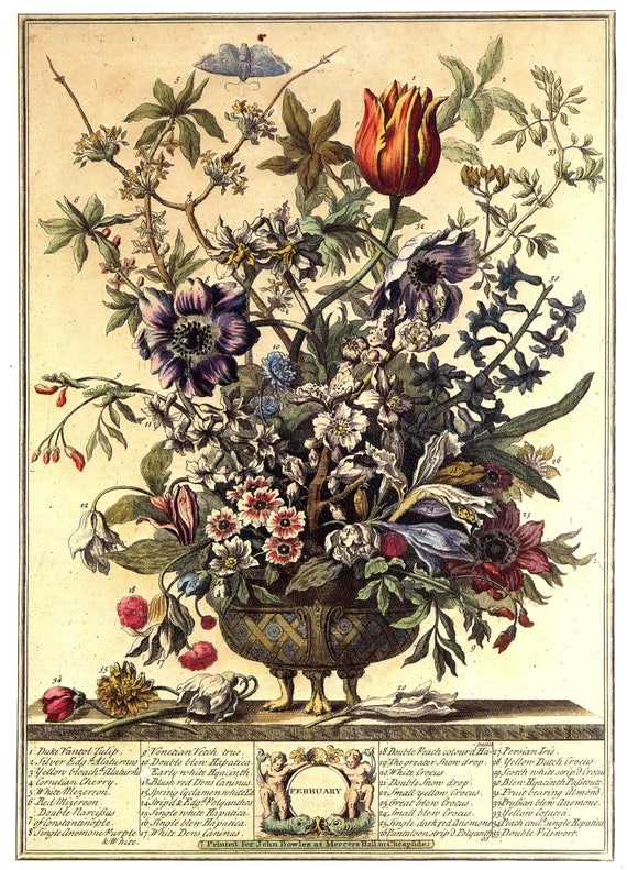 Large Winterthur FEBRUARY FLOWERS Print, John Bowles 1700s Botanical Illustration Butterfly Floral Art, Birthday or Anniversary Gift,14 x 19