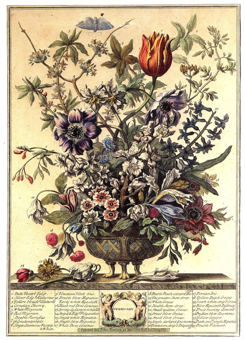 This print is of a neoclassical urn filled with a colorful arrangement of February flowers against a creamy beige ground. Below the urn is the word February encircled in a wreath with the Latin names of the flowers on both sides. White borders.