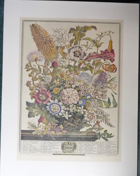Vintage AUGUST FLOWERS Large Art Print Litho after 12 Months of Flowers by Furber, Fletcher, Casteels, 1700s Botanical Study, 20.75" x 15.5"