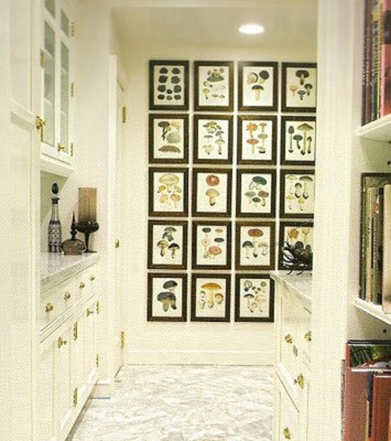 A kitchen wall with a gallery-style display of twenty black-framed botanical prints of various fungi hung close together in a grid pattern. Cream painted wall, cupboards and woodwork.