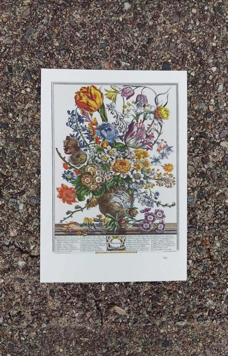 Botanical illustration of a neoclassical urn filled with a colorful arrangement of Marches blooming flowers. Below the urn is the word March encircled in a wreath with the Latin names of the flowers on both sides. Off-white borders.